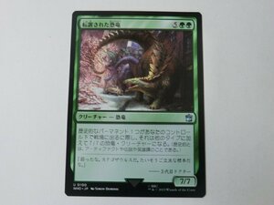 MTG 美品 【転置された恐竜】 （アンコモン） ドクター・フー WHO 日 2枚迄