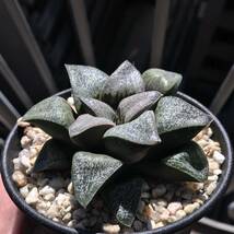 【原種】ハオルチア シルビアエ「ホワイトクラウド」H. silviae 'White Cloud', GM326, Humor, between Mossel Bay and Albertinia多肉植物_画像2