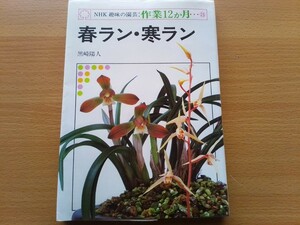  prompt decision spring orchid / cold orchid preservation version cultivation .. person potted plant stock. treatment sick .. insect. measures garden ... control Japan spring orchid China orchid i Kei kyuuka Orient Ran one stem 9 flower 