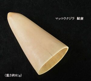 マッコウクジラ　鯨歯　重さ約81g　CKVR