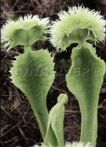 Dionaea muscipula GJ Explosion ディオネアマスシプラ エクスプロージョン ハエトリソウ ハエトリグサ 食虫植物 2.5号深