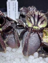 Cephalotus follicularis Adrian Slack GJ セファロタスフォリキュラリス エイドリアンスラック Green Jaws 2号深 食虫植物 観葉植物_画像1