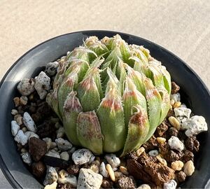 ハオルチア ラピス Haworthia Lapis SE of De Plaat Weir MBB7011