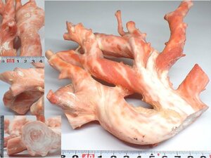 本桃色珊瑚　特大極太原木　重さ：526g　A343Ｙ　60サイズ