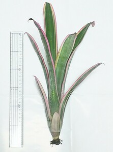 ビルベルギア ルイーズ♪ Billbergia Louise ' 未開花 大株 タンクブロメリア