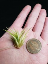 Tillandsia ionantha 'Albo-Marginata' Half Moon Type チランジア イオナンタ アルボマージナータ ハーフムーン_画像6