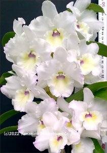 洋蘭 デンドロビューム 交配種 （花芽つき・低温処理済）（極大輪・入賞花）Den. Royal Bride ‘Polar Bear’ BM/JGP