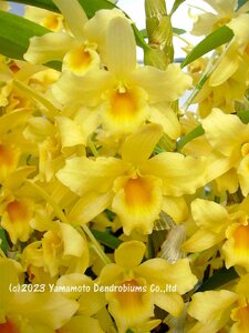 洋蘭 デンドロビューム交配種（バックバルブに花芽あり・練習用・5.0号プラ鉢）Den. Fancy Yellow ‘Fancy Yellow’　その4