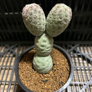 テフロカクタス　ゲオメトリクス　自根　サボテン　多肉植物