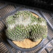 大株　精巧丸 綴化　実根　ツルビニカルプス　サボテン　多肉植物_画像3