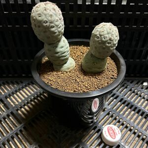 ゲオメトリクス 2株　実根　テフロカクタス　サボテン　多肉植物 