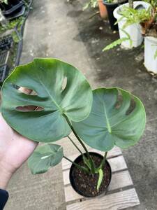 モンステラ・デリシオサ・福助　★　Monstera Deliciosa var. ' Fukusuke ' Form