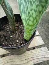 サンスベリア・グランディス　★　Sansevieria Grandis_画像5