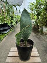 サンスベリア・グランディス　★　Sansevieria Grandis_画像1