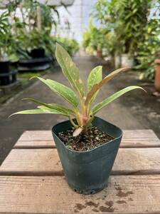 フィロデンドロン・リングオブファイア　★　Philodendron Ring-of-Fire Variegata