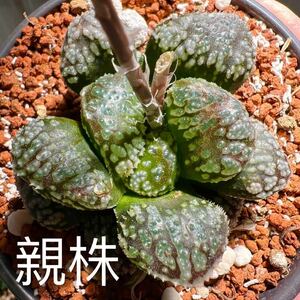 多肉植物 ハオルチア 指輪物語 葉挿し8苗 7cm鉢