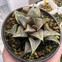 多肉植物 ハオルチア ガラスバディア 美苗 9.5cm鉢_画像2