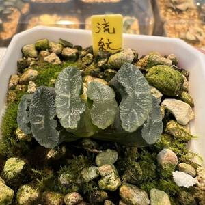 多肉植物 ハオルチア 玉扇 流紋 葉挿し苗 少錦 7cm鉢