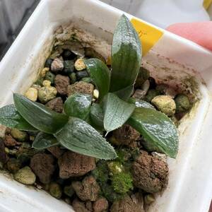 多肉植物 ハオルチア ガラスバディア 葉挿し2苗