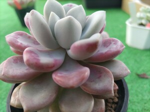 多肉植物 エケベリア　アモ一レ　w-8cm