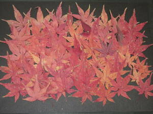  pressed flower material 4744. leaf 