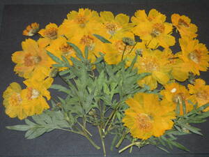  засушенный цветок материалы 4757 желтый цветок Cosmos 