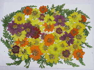  pressed flower material 4765jinia