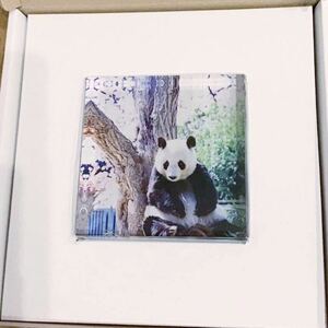 タンタン　28th anniversary 特製アクリルブロック　お花見タンタン　王子動物園　ジャイアントパンダ