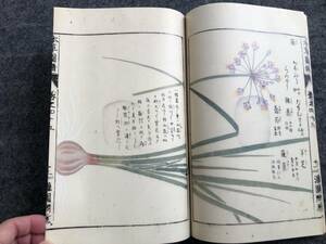本草図譜　45菜部　岩崎灌園　彩色印刷　林崎文庫植物を愛した灌園の趣味の結実長年の薬草研究の成果日本最初の植物図鑑