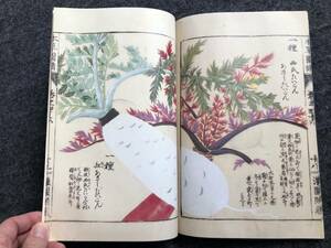 本草図譜　46菜部　岩崎灌園　彩色印刷　林崎文庫植物を愛した灌園の趣味の結実長年の薬草研究の成果日本最初の植物図鑑