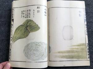 本草図譜　37石草部　岩崎灌園　彩色印刷　林崎文庫植物を愛した灌園の趣味の結実長年の薬草研究の成果日本最初の植物図鑑