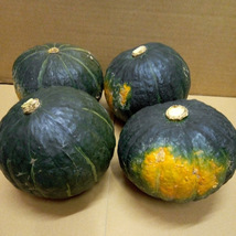 北海道産 かぼちゃ 5玉 有機酵素栽培_画像1