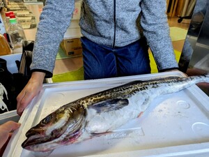 ★お家でご馳走・越後、60センチの寒スケソウタラ1本♀卵入り！煮物、鍋や味噌汁最高ですね！卵は甘辛く煮てください！