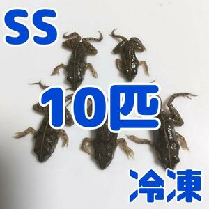 【国産】冷凍カエル 餌用 SSサイズ 10匹 胴長1.5~2cm ヌマガエル ヘビ用