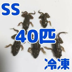 【国産】冷凍カエル 餌用 SS 40匹 胴長1.5~2cm ヌマガエル ヘビ用 @60円