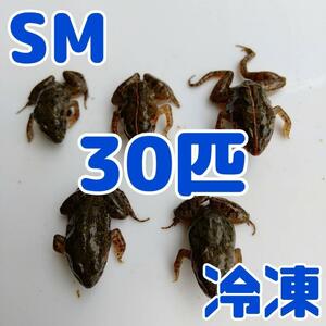 【国産】冷凍カエル 餌 SM 30匹 胴長2.5~3cm ヌマガエル ヘビ用 蛇 @90円