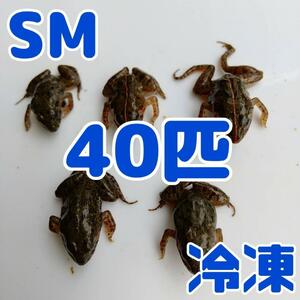 【国産】冷凍カエル 餌 SM 40匹 胴長2.5~3cm ヌマガエル ヘビ用 蛇 @85円