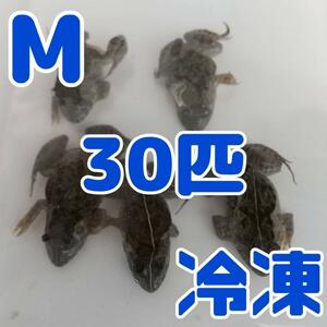 【国産】冷凍カエル 餌 M 30匹 胴長3~4cm ヌマガエル ヘビ用 蛇 エサ @105円