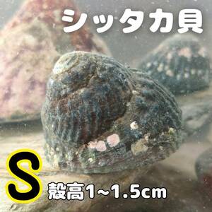 【S・10匹】シッタカ貝（バテイラ）お掃除生体 海水魚水槽 苔 コケ 取り 定番 クリーナー 貝 水質浄化 水なし配送 実力 ピカピカ