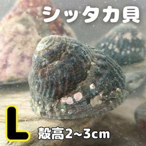 【L・3匹】シッタカ貝（バテイラ）お掃除生体 海水魚水槽 苔 コケ 取り 定番 クリーナー 貝 水質浄化 水なし配送 実力 ピカピカ