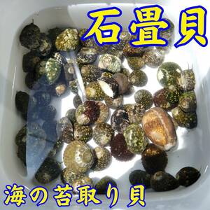 【海水貝】イシダタミガイ 30個 石畳貝 海水水槽　苔取り コケ取り お掃除貝 生体 水質浄化