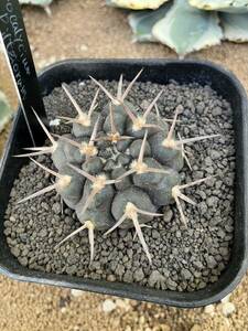 Gymnocalycium piltziorum ピルツィオラム　12 サボテン