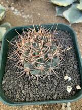 ピロカクタス（エリオシケ）・ブルボカリクス22 PYRRHOCACTUS BULBOCALYX 逆豹丸 サボテン_画像3