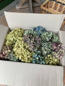 採れたて秋色紫陽花 とアナベル 北海道産箱いっぱい