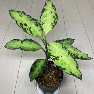 アグラオネマ ピクタム 閃光　Aglaonema Pictum “閃光” [BEGO-KM/M18-ZZ8/f1]