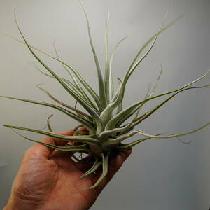 Tillandsia ehlersiana　チランジア　エーレルシアナ　ブロメリア　bromeplants