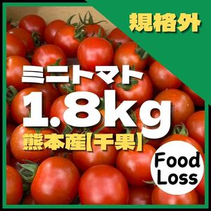 ミニトマト　野菜　熊本産　1.8kg 規格外　ミネラル　フードロス　弁当　訳あり　トマト 