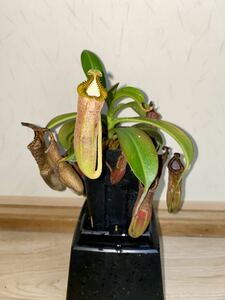 Nepenthes edwardsiana食虫植物 ネペンテス 洋蘭原種 