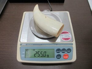 クジラの歯？ 鯨の歯？ 歯牙？　 重量約255g 彫刻材料 印材 根付　象 【星見】