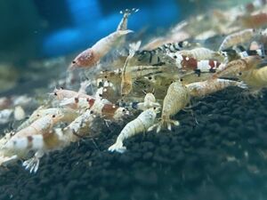 【Shrimp☆淳胤】門脇家新種作成ハイブリッド水槽から10匹―フラワータイガーピントサンダーレッドターコイズMIX